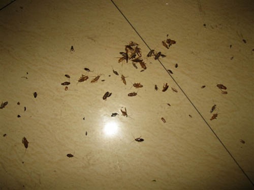 �������Ч��